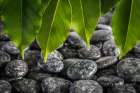 USA, Washington State, Kitsap County. Close-up of beach rocks and leaves. Art Print